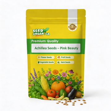 Achillea Seeds – Pink Beauty