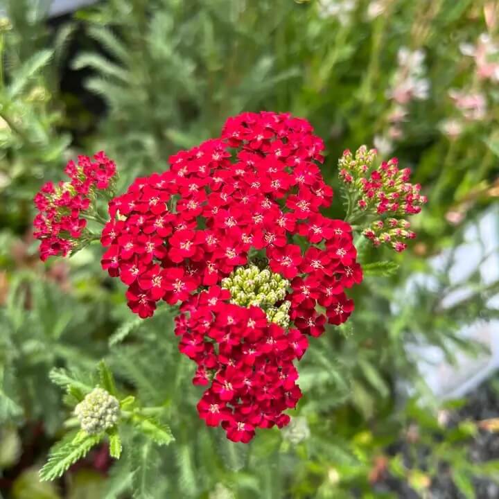 Achillea Seeds – Red Beauty

