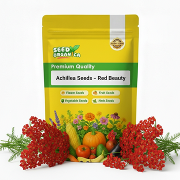 Achillea Seeds – Red Beauty