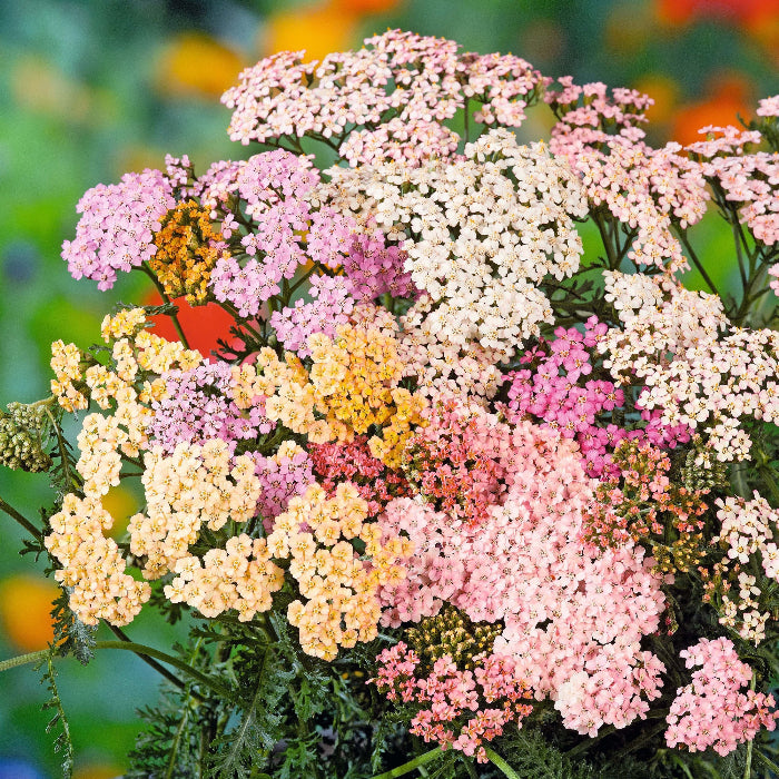 Achillea Seeds – Summer Pastels
