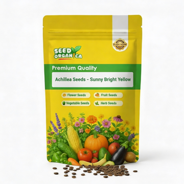 Achillea Seeds – Sunny Bright Yellow