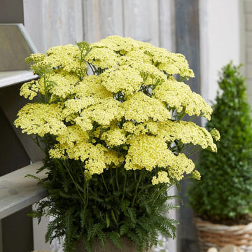 Achillea Seeds – Sunny Seduction Bright Yellow Perennial
