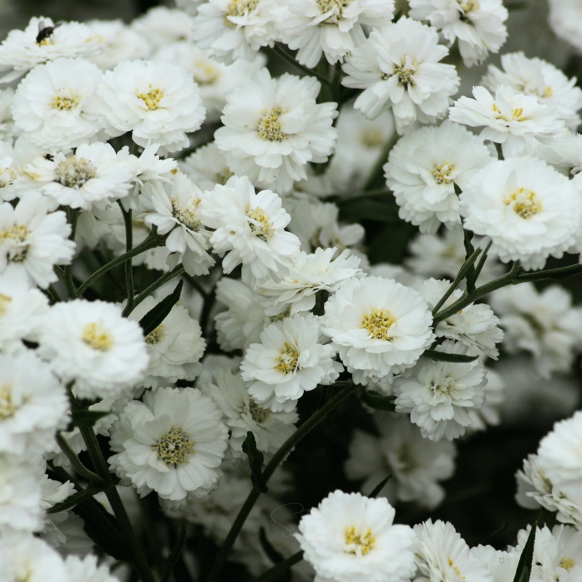 Achillea Seeds – The Pearl
