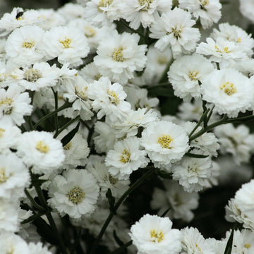 Achillea Seeds – The Pearl
