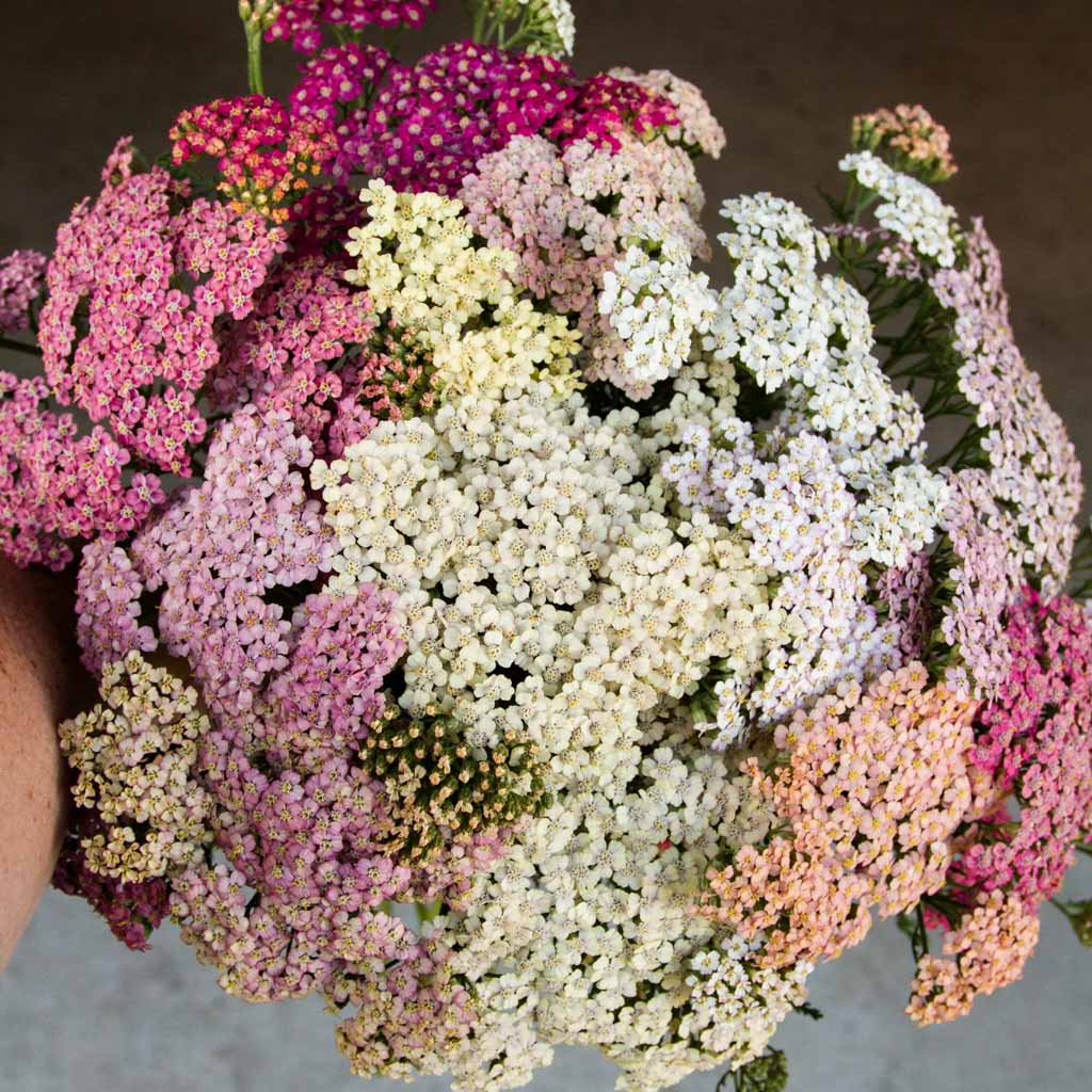 Achillea Seeds – Summer Pastels
