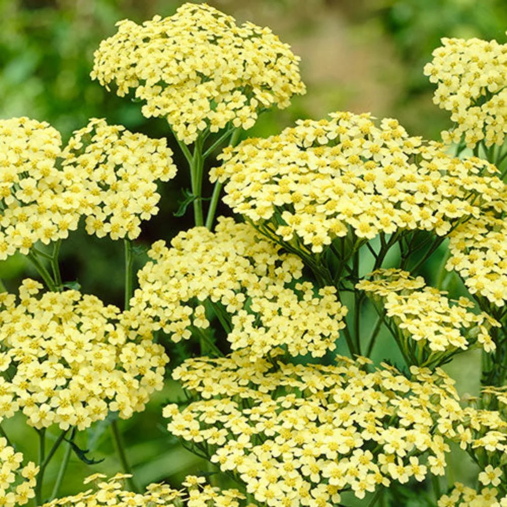 Achillea Seeds – Sunny Seduction Bright Yellow Perennial
