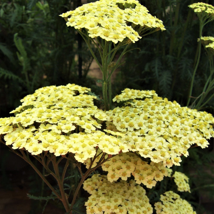 Achillea Seeds – Sunny Seduction Bright Yellow Perennial
