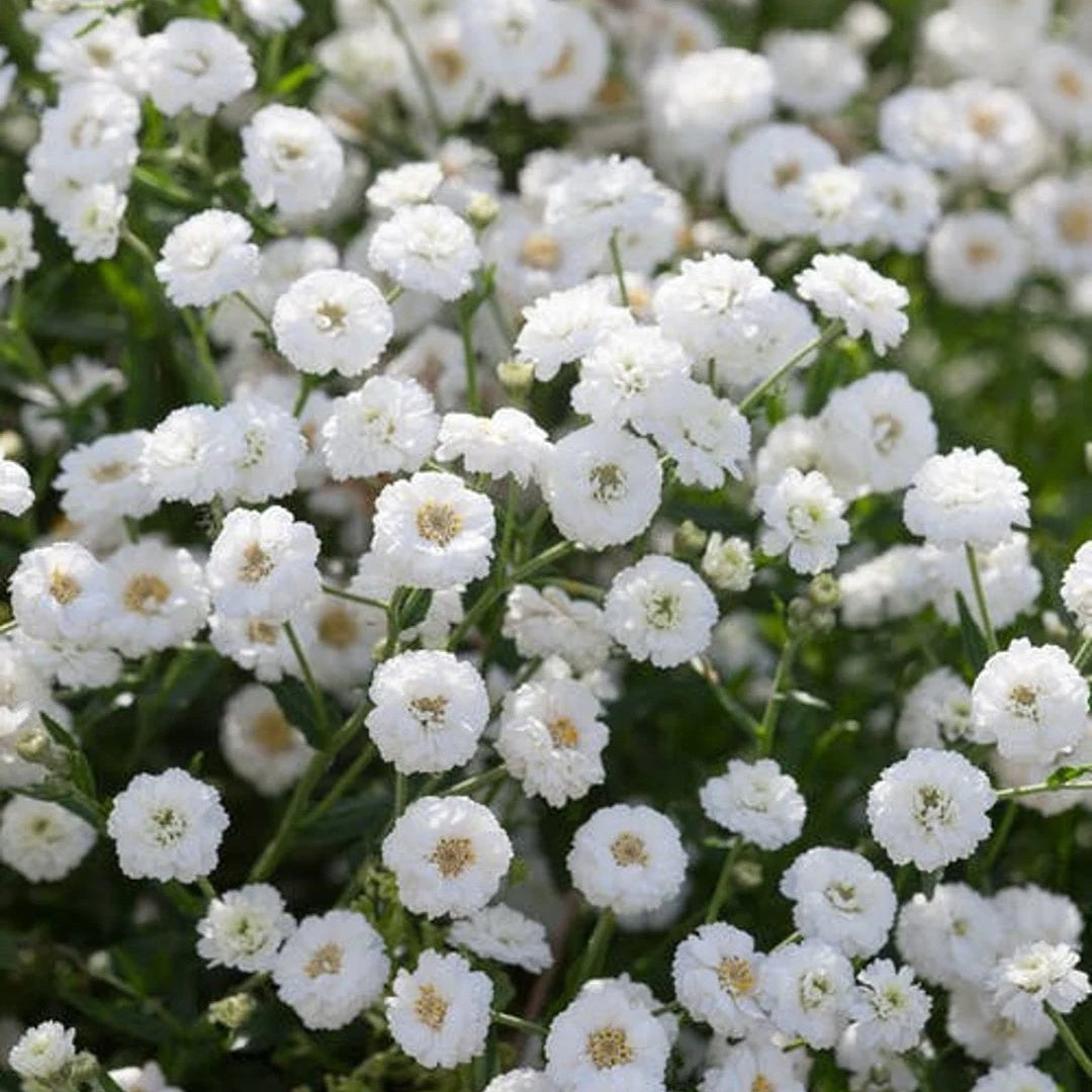 Achillea Seeds – The Pearl
