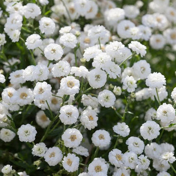 Achillea Seeds – The Pearl
