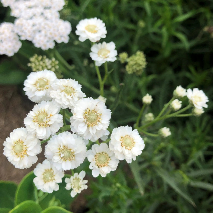 Achillea Seeds – The Pearl
