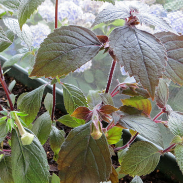Achimenes Limoncello 
