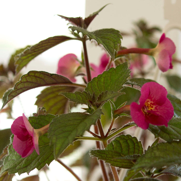 Achimenes Limoncello 