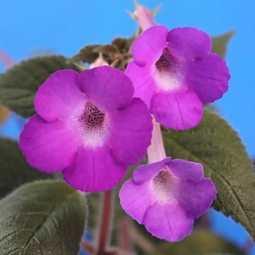 Achimenes Limoncello Seeds - Flower Plant