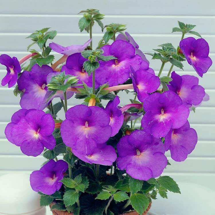 Achimenes Limoncello Seeds - Flower Plant