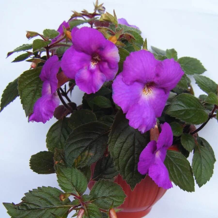 Achimenes Limoncello Seeds - Flower Plant