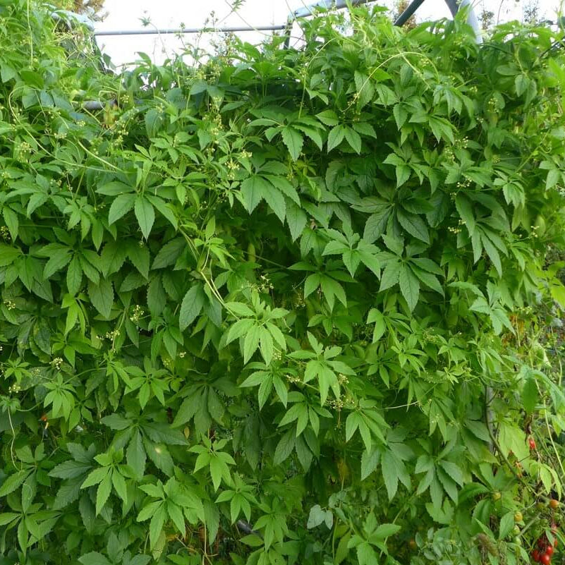 Achocha Seeds 