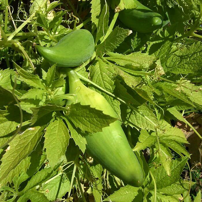 Achocha Seeds - Vegetable Plant for Home Gardens