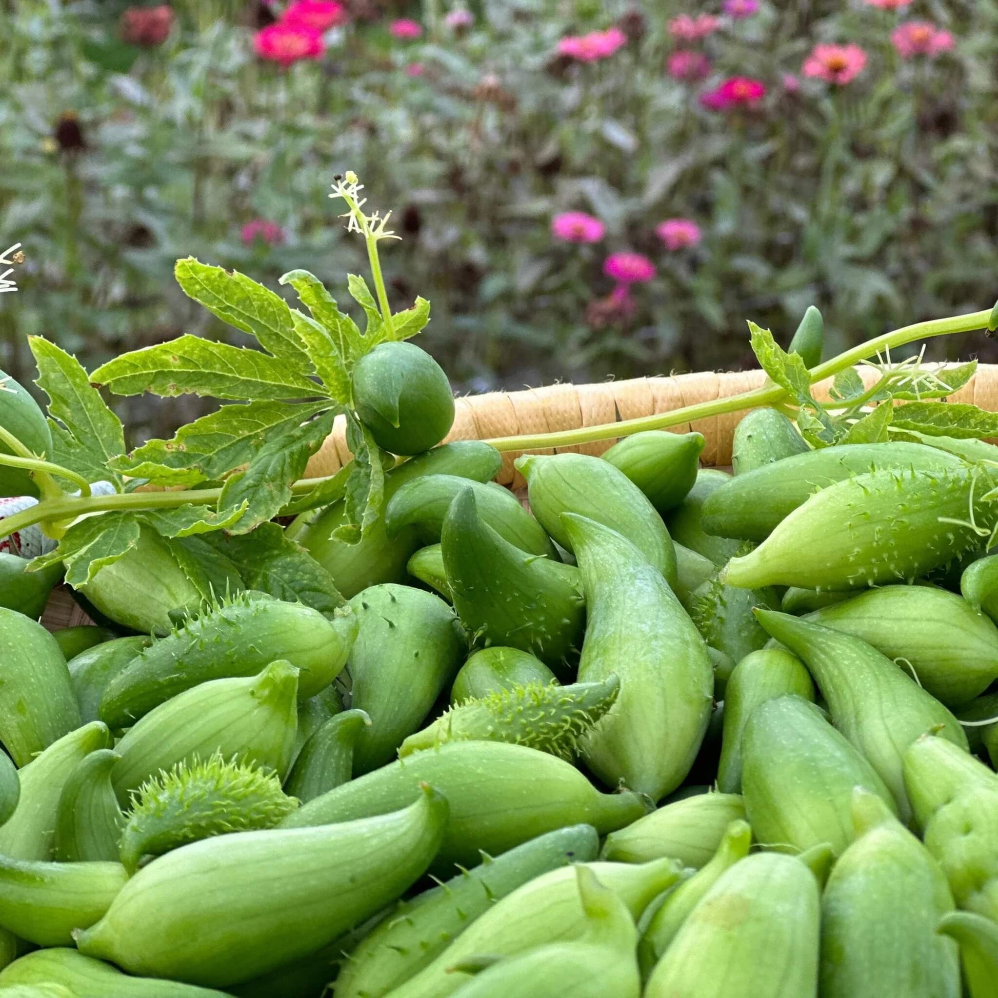 Achocha Seeds - Vegetable Plant for Home Gardens