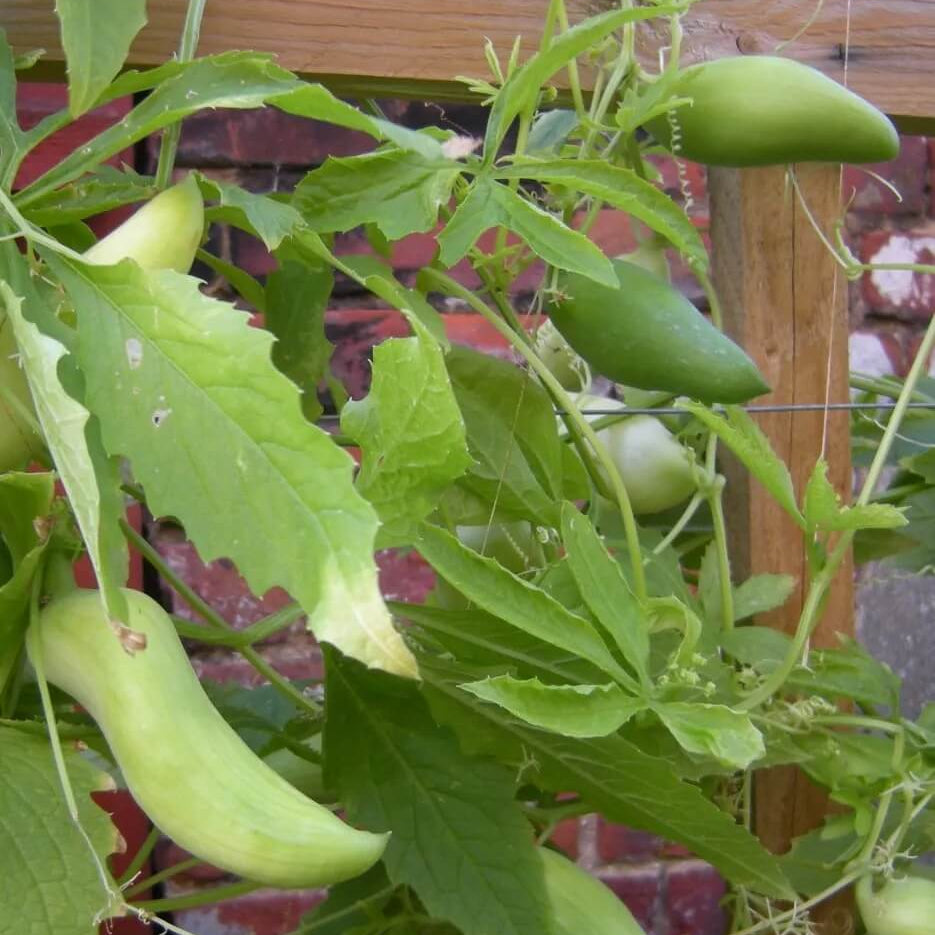 Achocha Seeds 