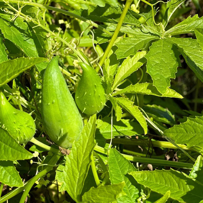 Achocha Seeds 