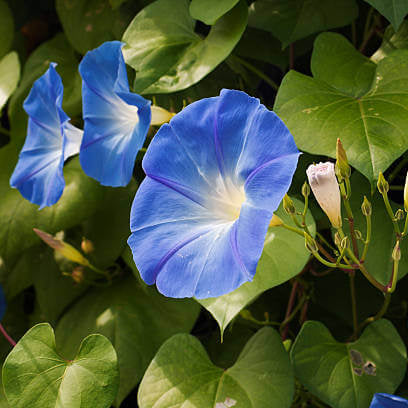 Ackerwinde Morning Glory Seeds