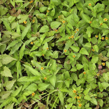 Acmella Oleracea Seeds