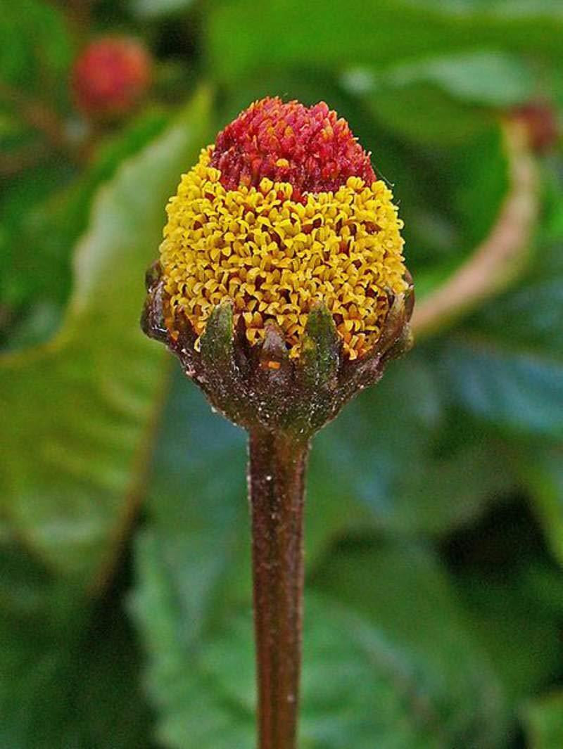 Acmella Oleracea Seeds – Toothache Plant
