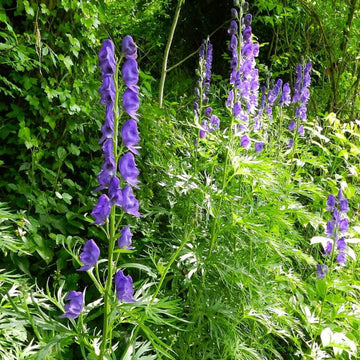 Aconitum Napellus Seeds