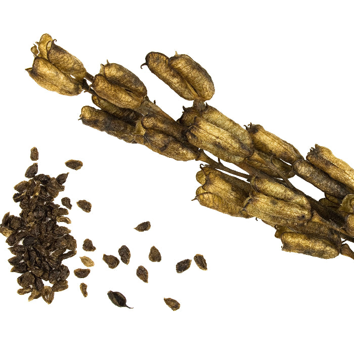 Aconitum Napellus Seeds