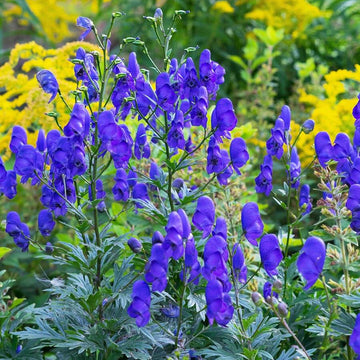 Aconitum Napellus Seeds - Flower Plant