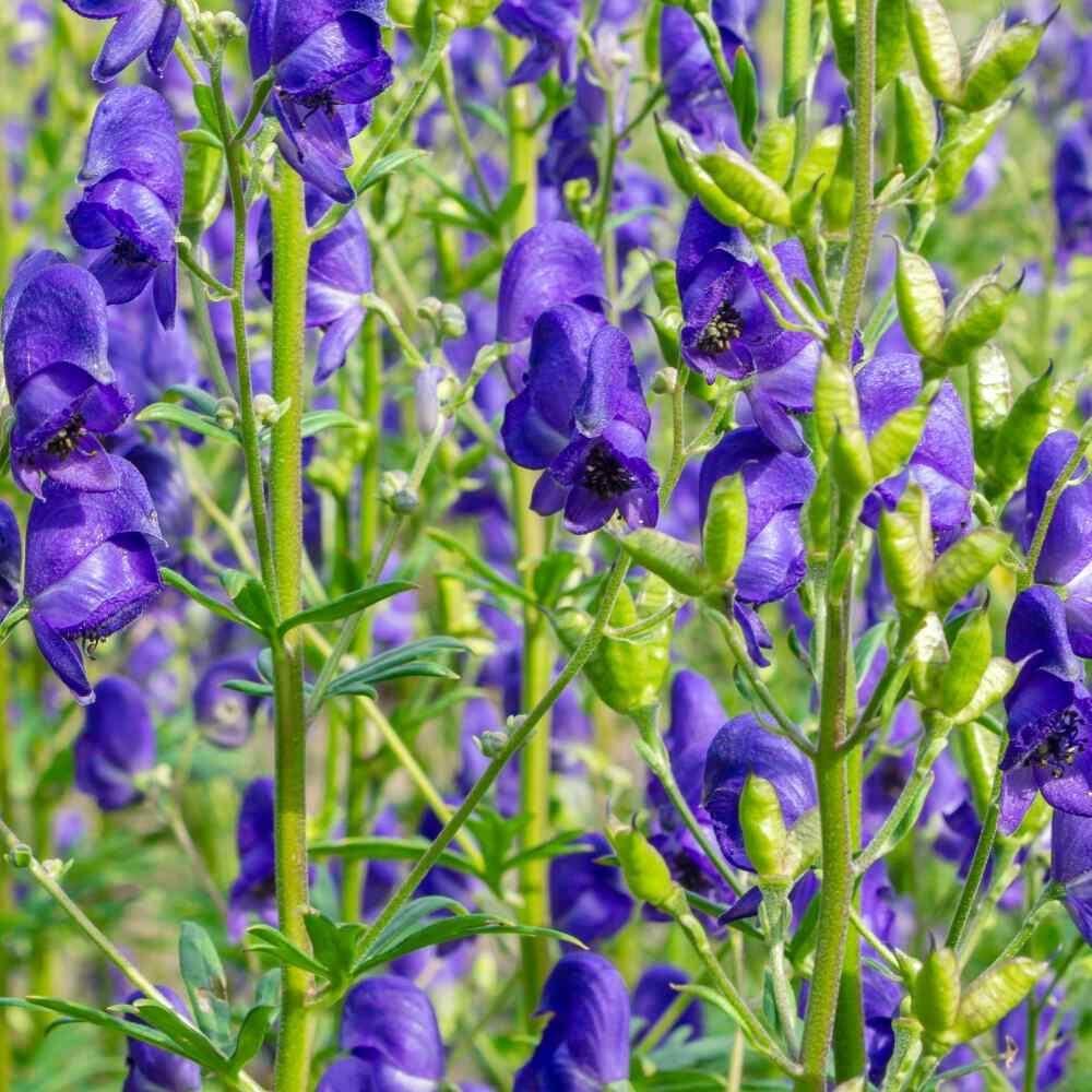 Aconitum Napellus Seeds - Flower Plant