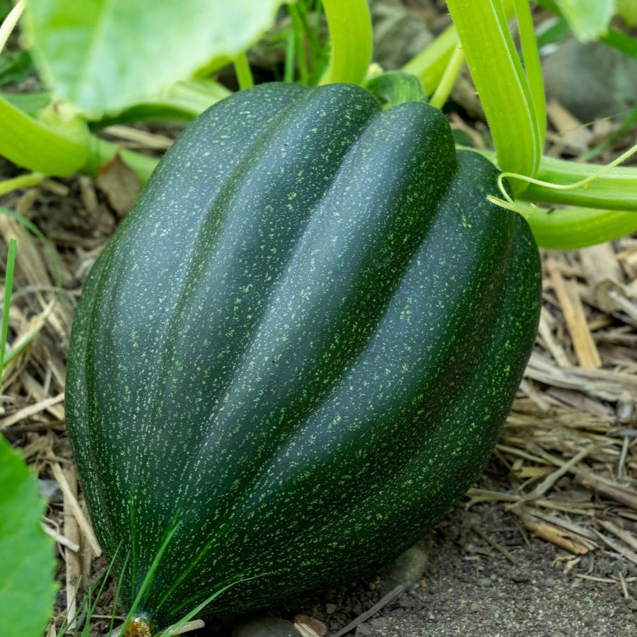 Acorn Seeds - Table Queen
