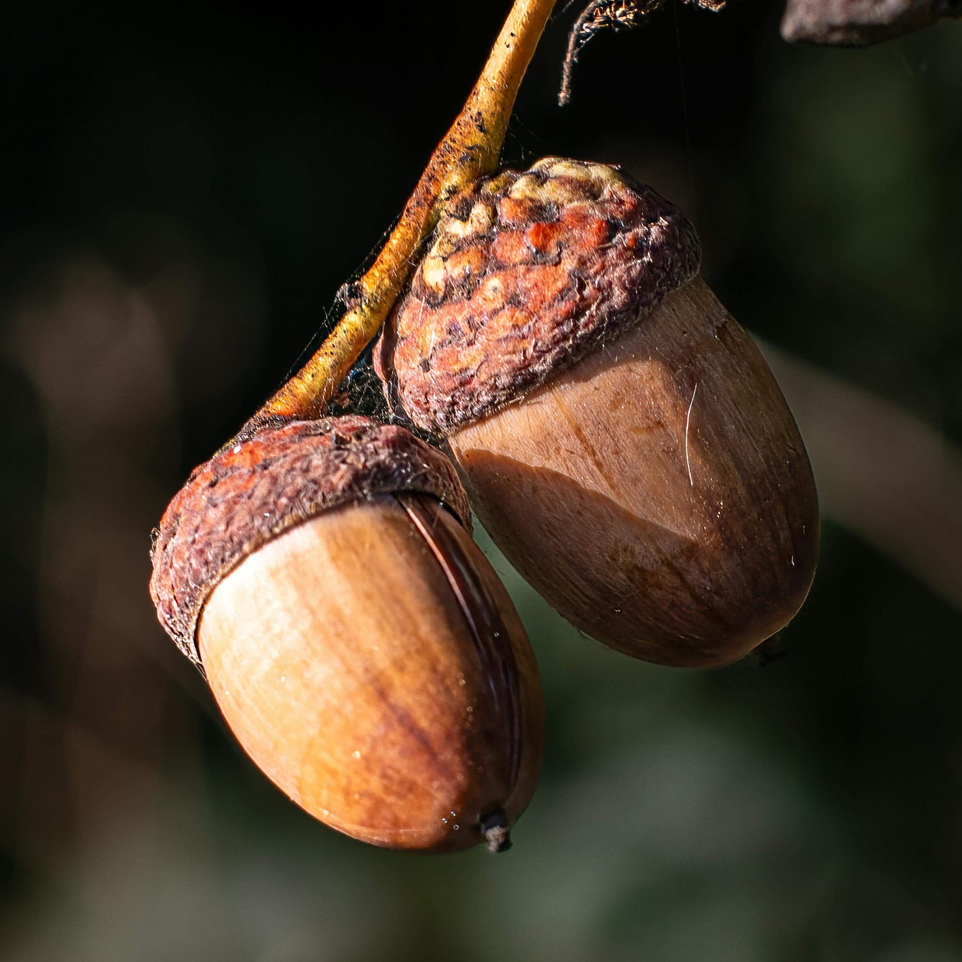 Acorn Seeds – Oak Tree
