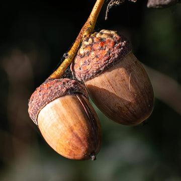 Acorn Seeds – Oak Tree
