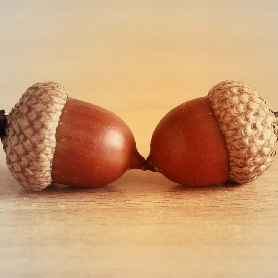 Acorn Seeds – Oak Tree
