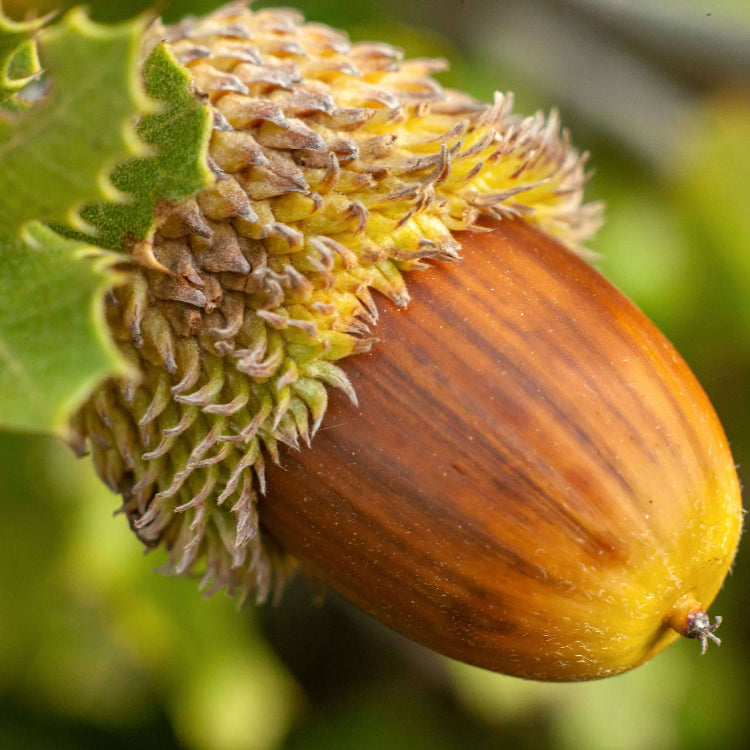 Acorn Seeds – Oak Tree
