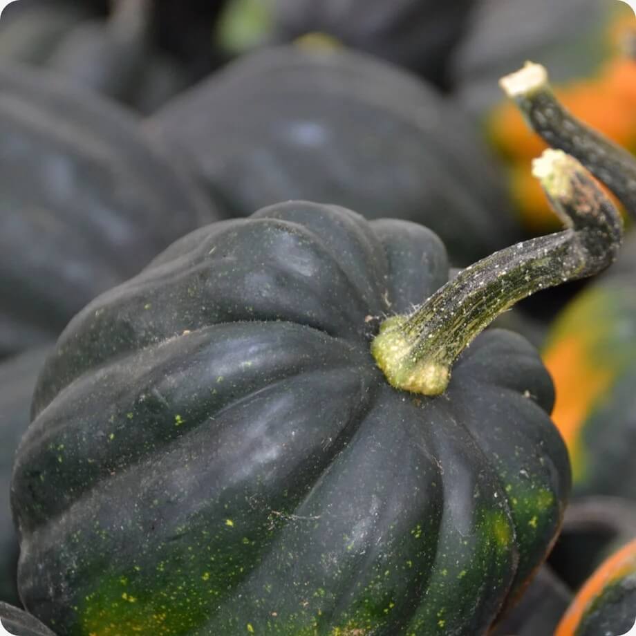 Acorn Squash Seeds – Table King