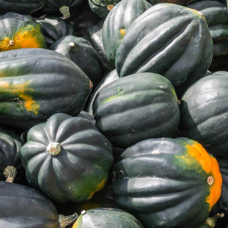 Acorn Squash Seeds – Table King