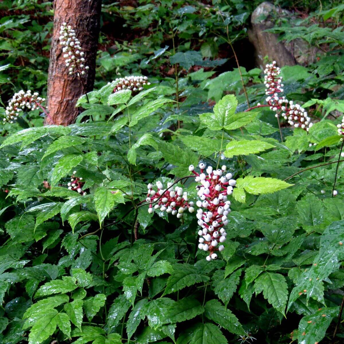 Actaea Pachypoda Doll’s Eyes Seeds 