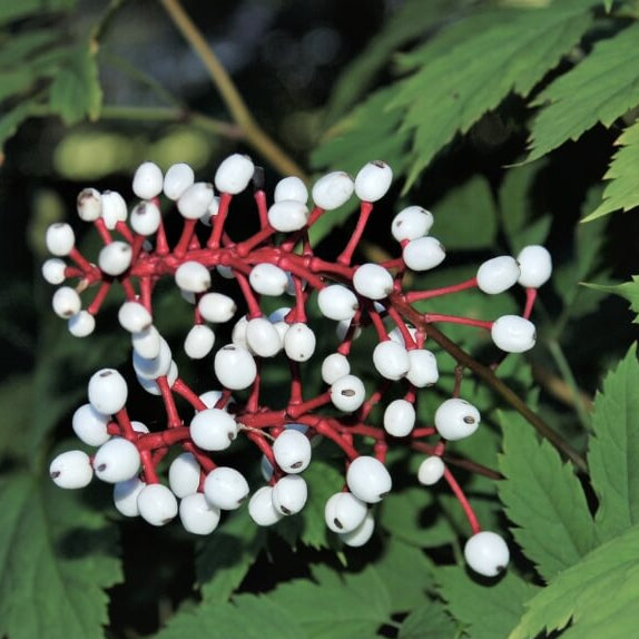 Actaea Pachypoda Doll’s Eyes Seeds 