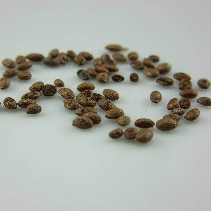 Actinidia Deliciosa Seeds