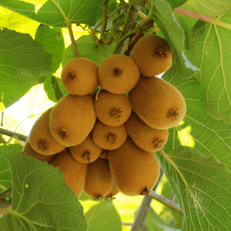 Actinidia Deliciosa Seeds