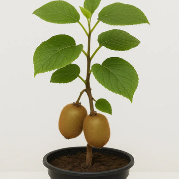 Actinidia Deliciosa Seeds