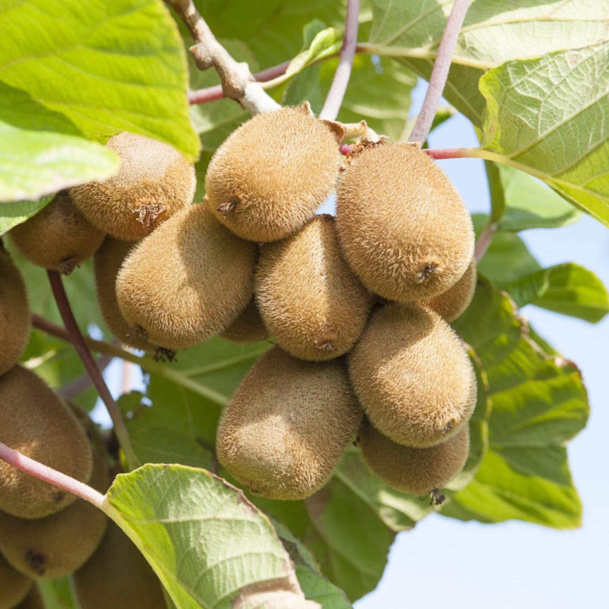 Actinidia Deliciosa Seeds - Fruit Plant