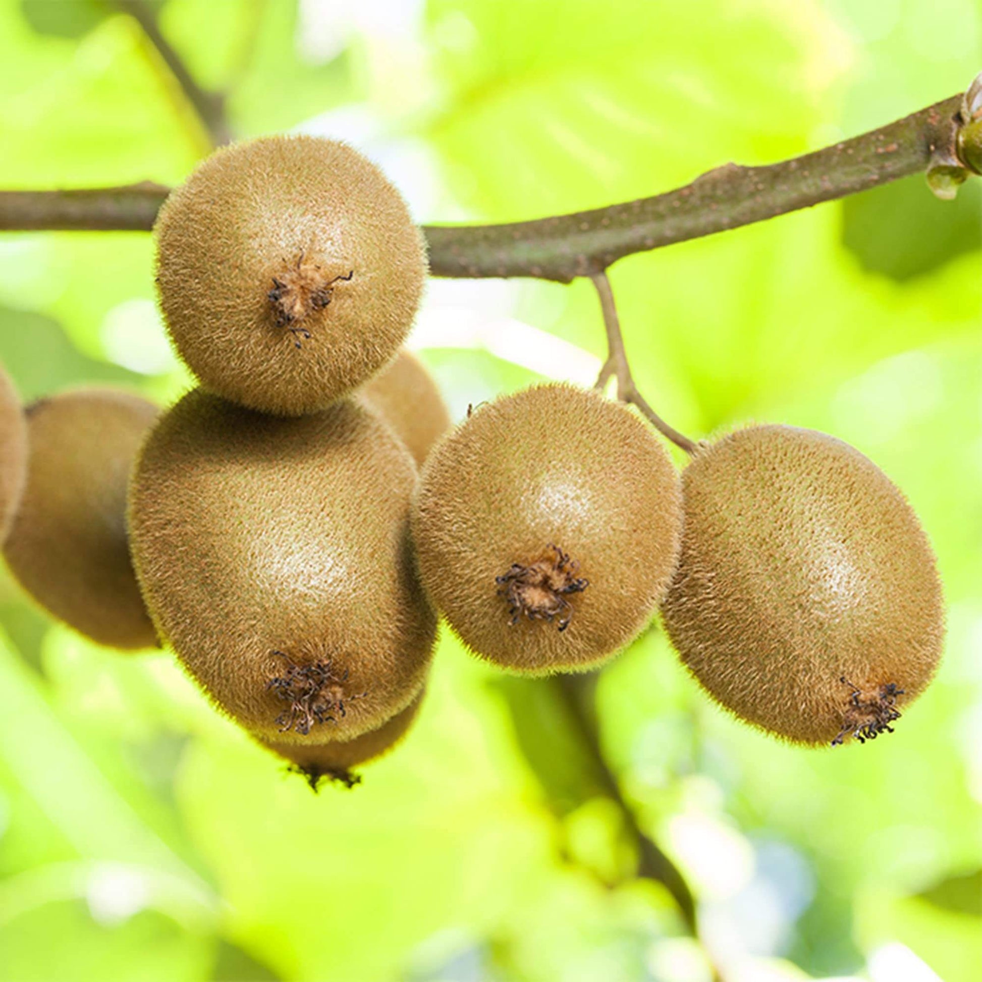Actinidia Deliciosa Seeds - Fruit Plant