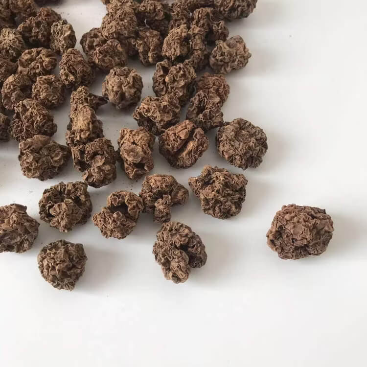 Actinidia Polygama Seeds
