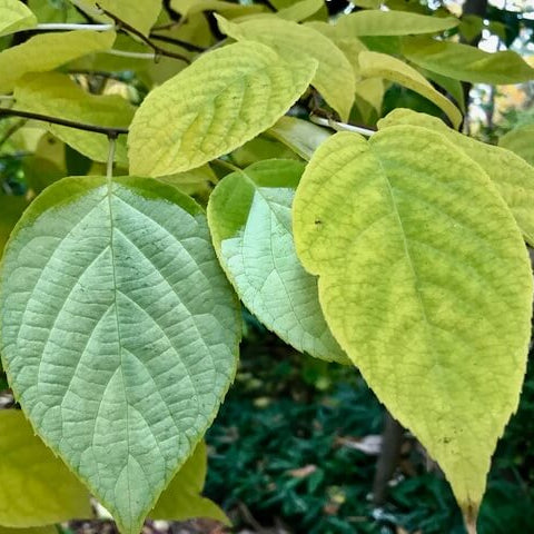 Actinidia Polygama Seeds