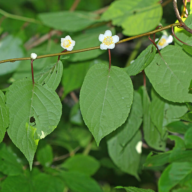 Actinidia Polygama Seeds