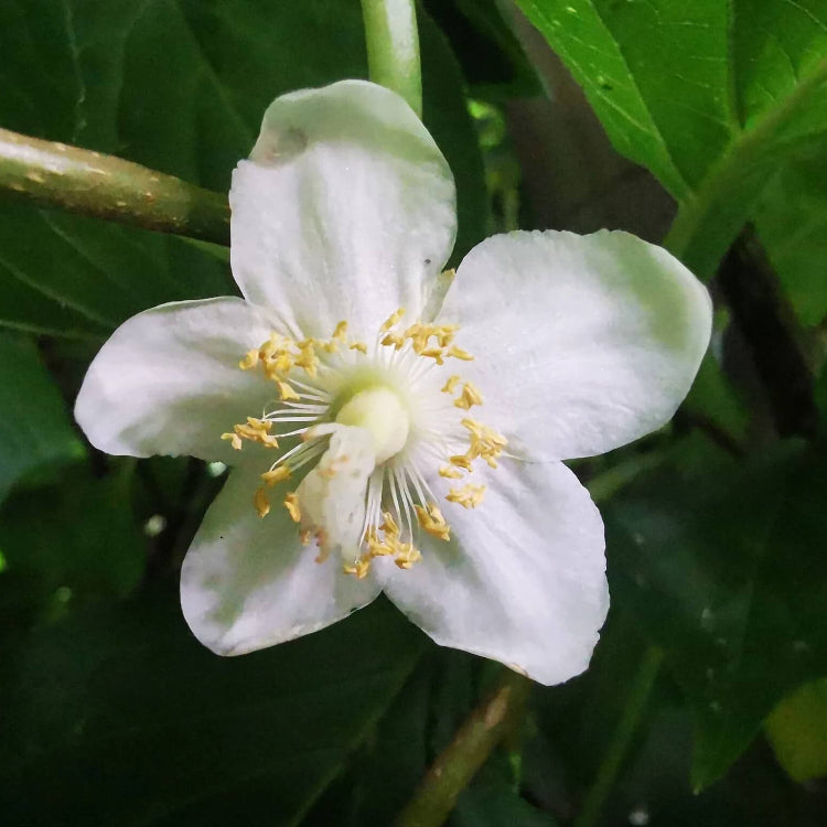 Actinidia Polygama Seeds - Flower Plant