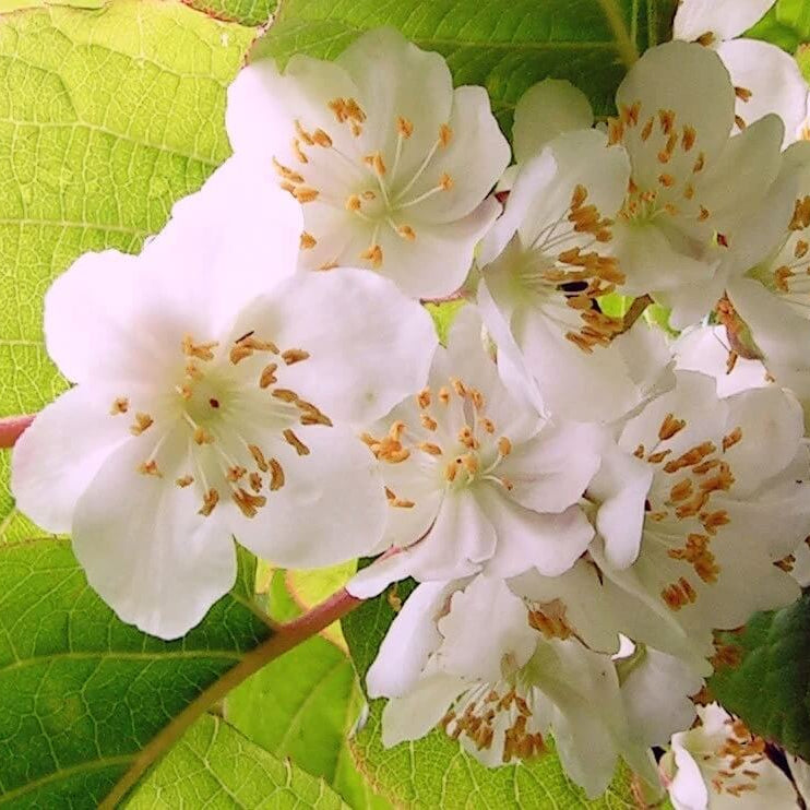 Actinidia Polygama Seeds - Flower Plant